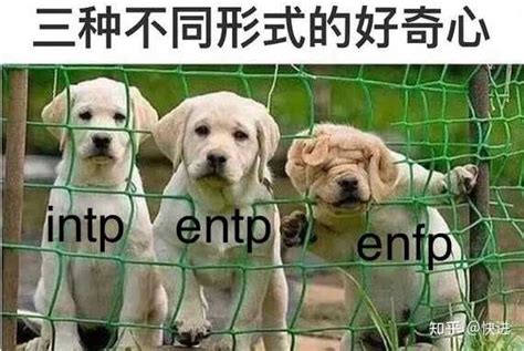 像兔子的人|不同 MBTI 性格的人分别像什么动物？